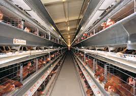 صادرات مرغ به اقلیم کردستان عراق با هدف تعادل بازار مرغ و ایجاد درآمد ارزی