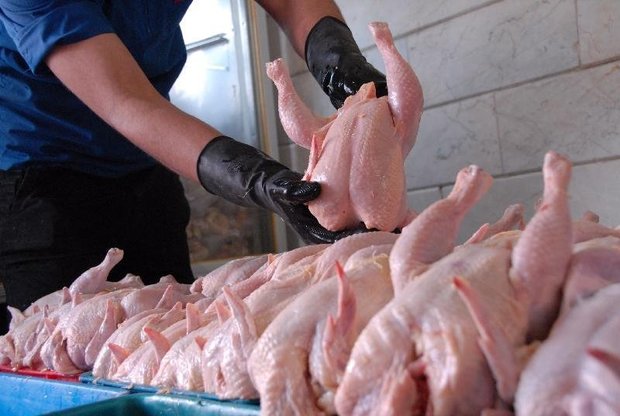 آغاز طرح خرید مرغ مازاد بر مصرف در کردستان