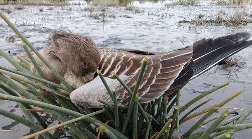 مشاهده نشدن آنفولانزای فوق حاد پرندگان در خوزستان