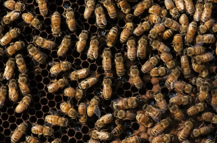 آمریکا برای اولین‌بار در جهان یک واکسن را برای زنبور‌های عسل تأیید کرد
