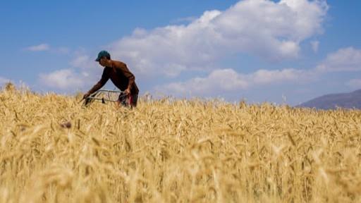 اجرای موفق کشت قراردادی در اراضی گندم آبی استان قزوین