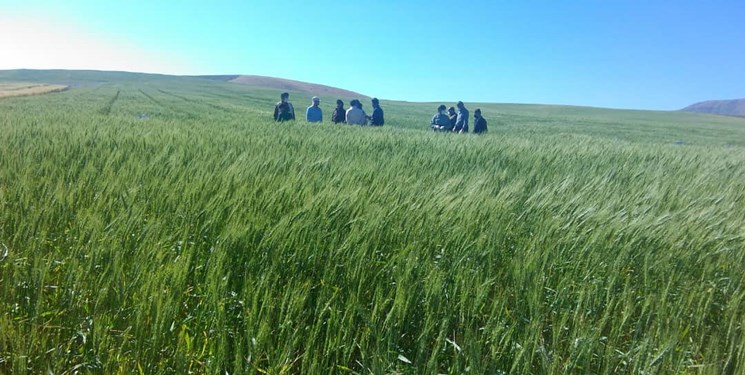 کشت پاییزه در ۲۲ هزار هکتار از مزارع نکا، مازندران