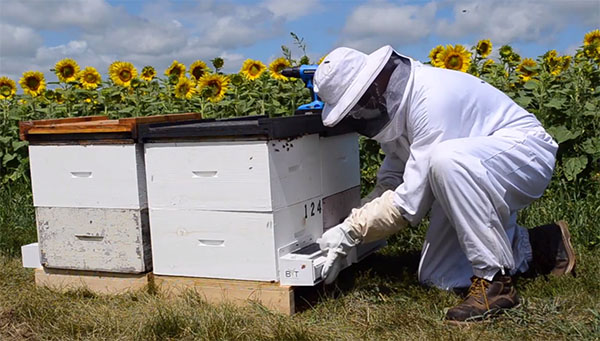 زنبور‌های سمپاش؛ موثرتر از پمپ و تراکتور