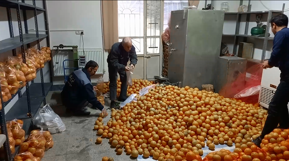 اهدای ۹ تن پرتقال تنکابنی به نیازمندان مراغه ای