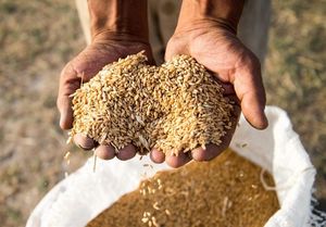 افزایش ۳ برابری میزان خرید گندم و حبوبات در آذربایجان شرقی