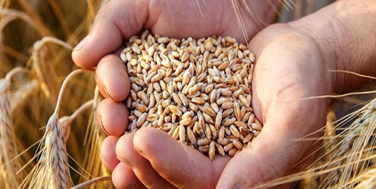 تامین بذر گندم کشاورزان در اقلید