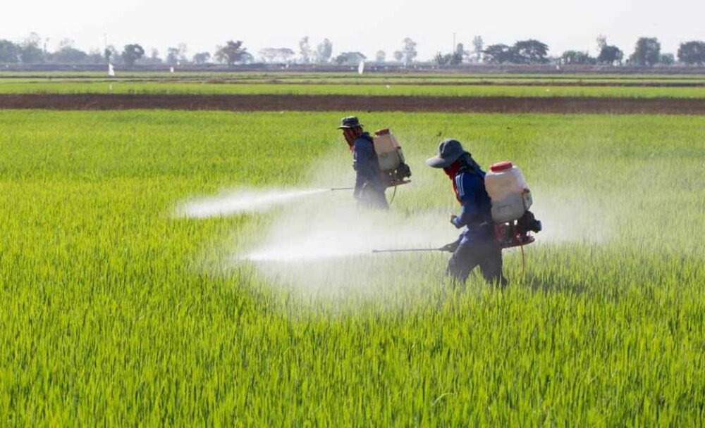 مبارزه شیمیایی در ۸۹۰ هکتار مزارع گندم ساری