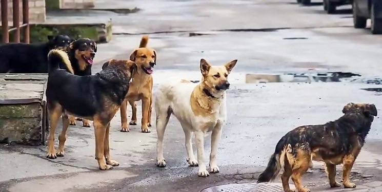 ثبت هفت هزار حیوان گزیدگی بدون هاری در خوزستان