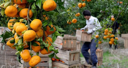منطقه آزاد کشاورزی در جنوب کرمان راه اندازی می‌شود