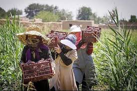 نقش زنان روستایی در اجرای الگوی کشت لحاظ شود