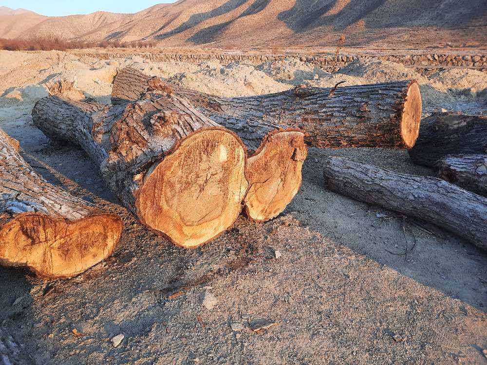 گلایه از قطع درختان ۱۰۰ ساله روستای تاریخی روئین