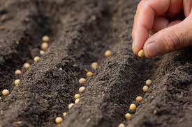 افزایش تولید محصولات کشاورزی با بذرهای هیبریدی