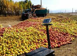 ارسال ۳۵ هزارتُن سیب زیردرختی مهاباد به کارخانجات صنایع تبدیلی