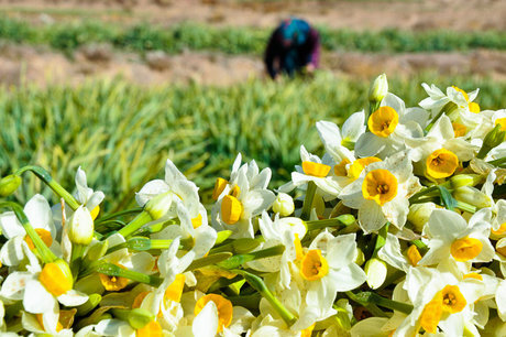 پیش بینی برداشت بیش از ۴۰ تُن گل نرگس در شهرستان مهر