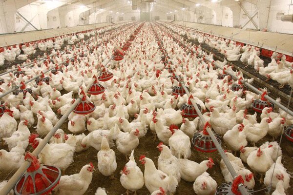تولید ۳ هزار تن گوشت مرغ مازاد در لرستان