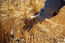 ۸۲ هزار هکتار از مزارع گندم خراسان رضوی زیر پوشش کشت قراردادی