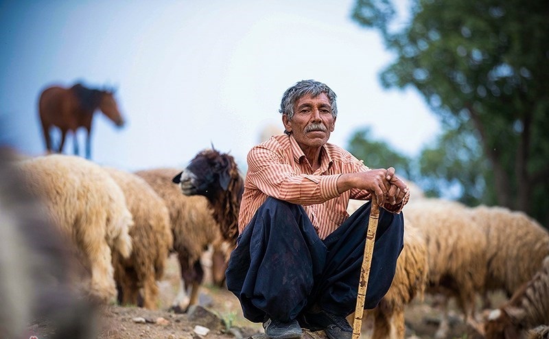 تولید ۲۵درصد تولیدات پروئینی در آذربایجان‌غربی توسط عشایر استان