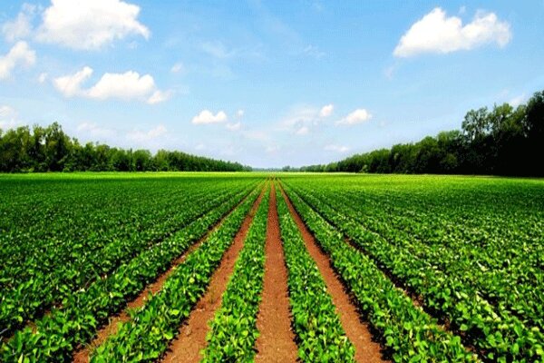 رشد اقتصادی و افزایش سرمایه گذاری در بخش کشاورزی