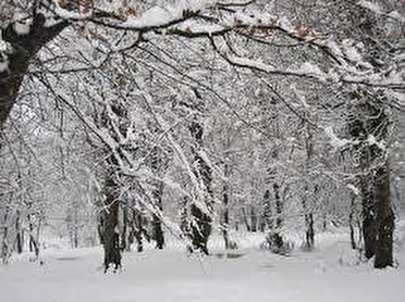 اولین برف زمستانی استان مرکزی را سفیدپوش کرد.