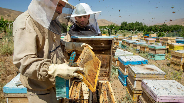 تولید بیش از هزار و ۶۰۰ تن عسل در گلستان