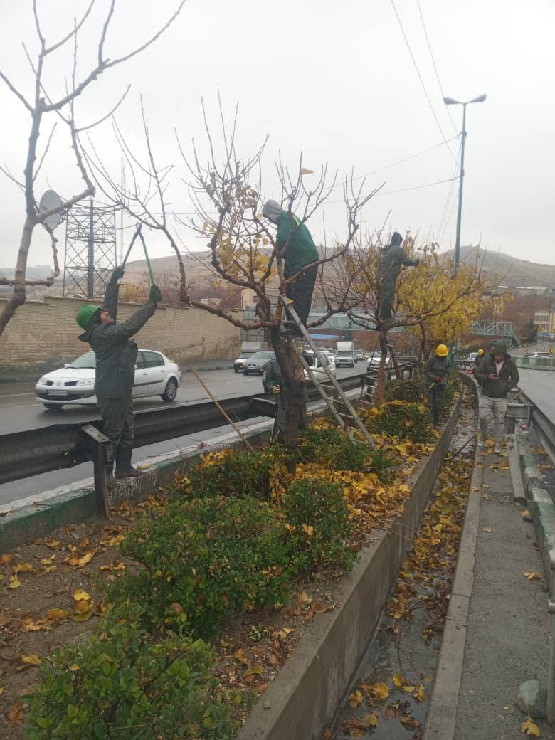 درختان منطقه ۲ تهران آماده خواب زمستانی شدند