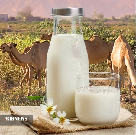 شیر شتر بهتر است یا شیر گاو؟