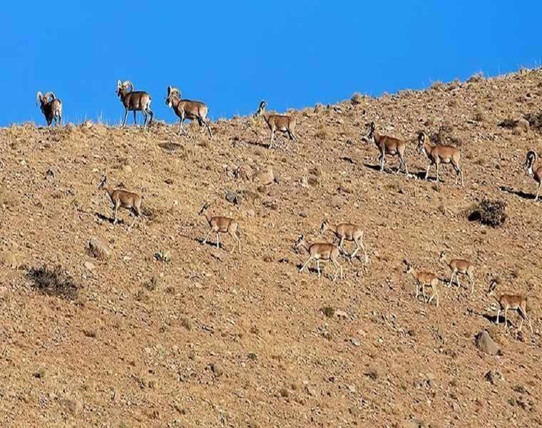 افزایش ۳۳ درصدی گونه‌های جانوری در خراسان شمالی