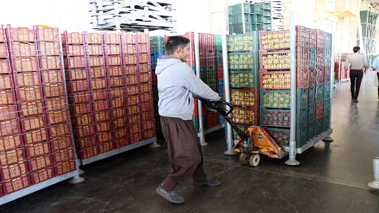 ذخیره سازی ۶۰ هزار تن سیب در مهاباد