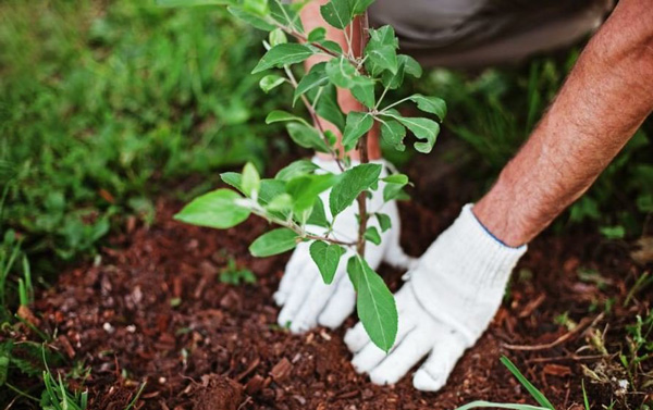 فرهنگ سازی برای مشارکت دادن دانش آموزان درکاشت نهال