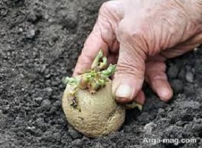 آغاز کشت سیب زمینی در هندوستان ایران