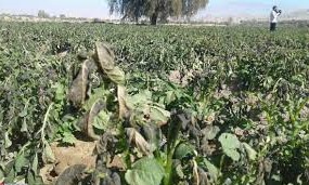 هشدار سرمازدگی محصولات کشاورزی در کرمان