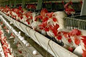 احداث و فعال شدن مرغداری تخمگذار در خوزستان
