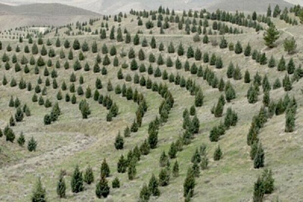 طرح کاشت یک میلیارد درخت نیازمند همراهی همه افراد جامعه است