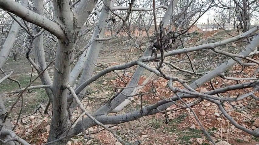 خسارت ۴۵۱ میلیارد تومانی سرمازدگی به باغداران و کشاورزان نیشابور