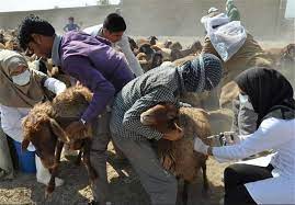 واکسیناسیون دام عشایر و روستائیان در دهه فجر
