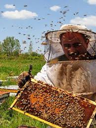 ایران سومین کشور تولید کننده عسل در دنیا