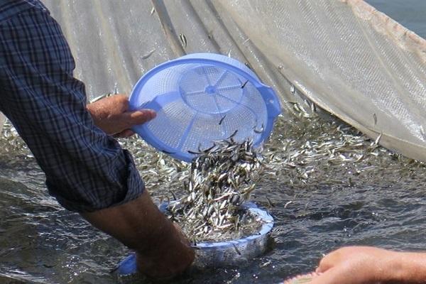 تالاب محلی روستای عطیش، میزبان ۴۰۰ هزار بچه ماهی