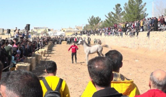 مسابقات شو سواره در شاهدیه