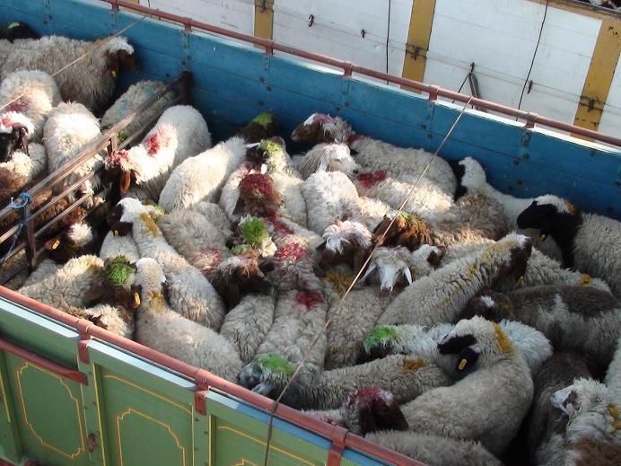 دستگیری سارقان ۲۵۰ راس گوسفند در قوچان