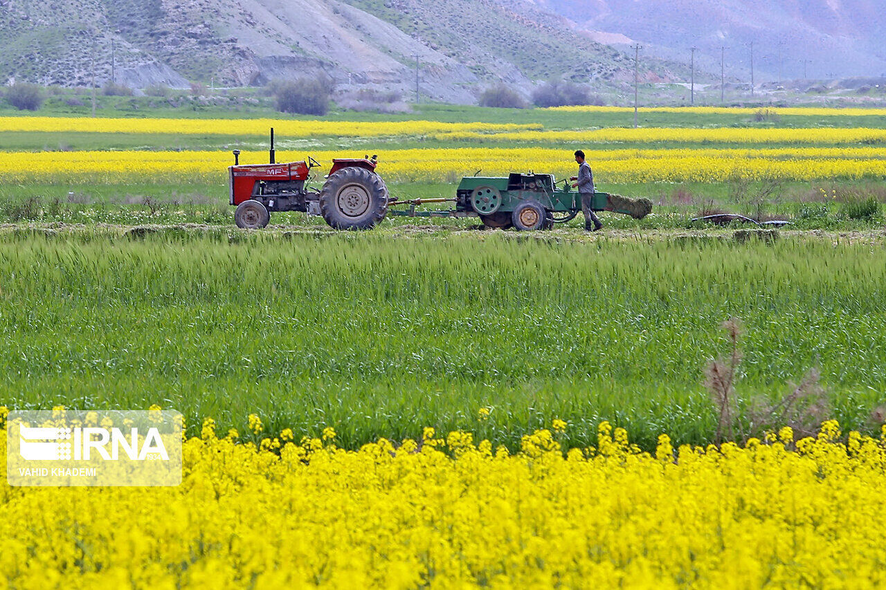 میزان تحقق الگوی کشت به ۷۸ درصد رسید