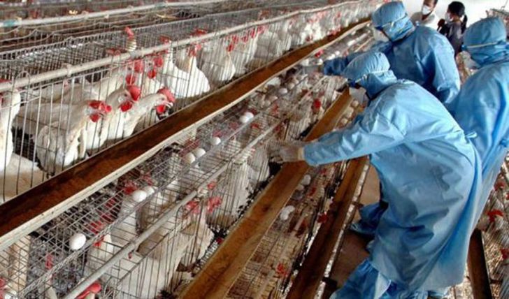 افزایش نظارت‌ها برای پیشگیری از آنفولانزای حاد پرندگان