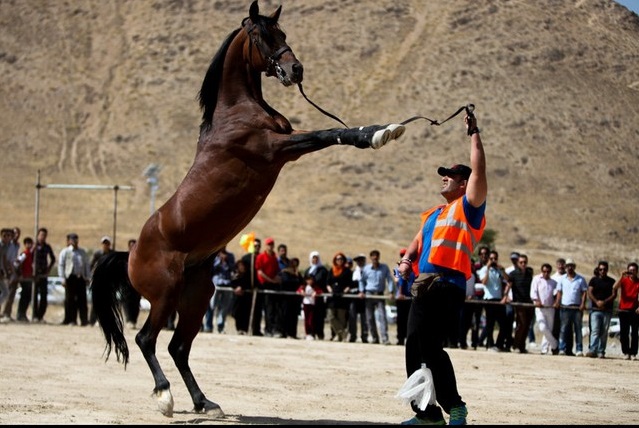 برگزاری همایش سواره و نمایش اسب در دلیجان