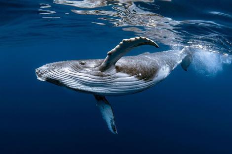 نهنگ بزرگترین حیوان کره زمین
