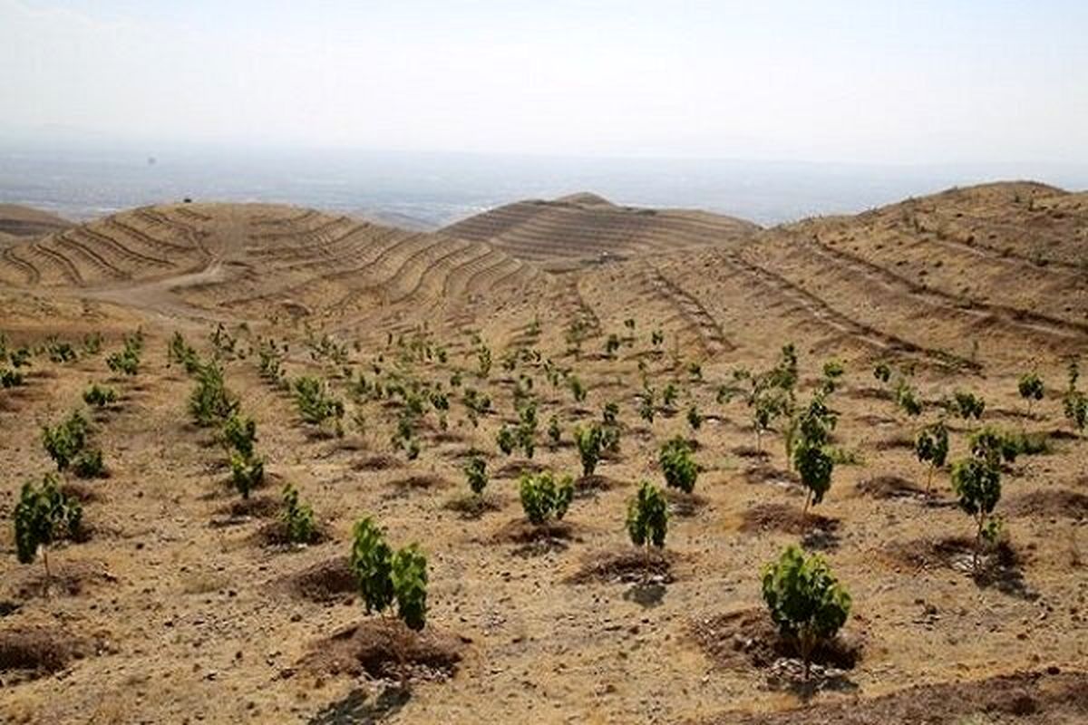 اجرای پویش همگانی بذرکاری و نهال کاری گچساران