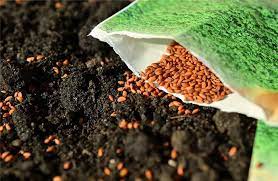 تولید بذر هیبرید چغندر توسط یک شرکت دانش‌بنیان‌