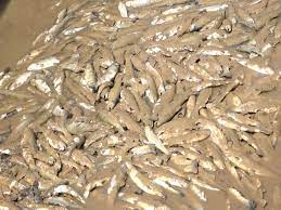 خسارت بارندگی به 10 مزرعه پرورش ماهی در کهگیلویه و بویراحمد