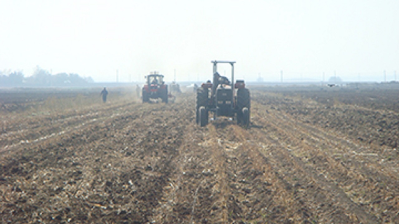 کشت ۸۴ هزار هکتار از گندم زار‌های استان قزوین به روش کم خاکورزی