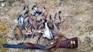 شکارچی غیرمجاز پرندگان گچساران در چنگال قانون
