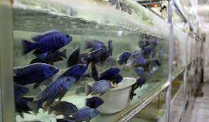 صادرات ماهی زینتی