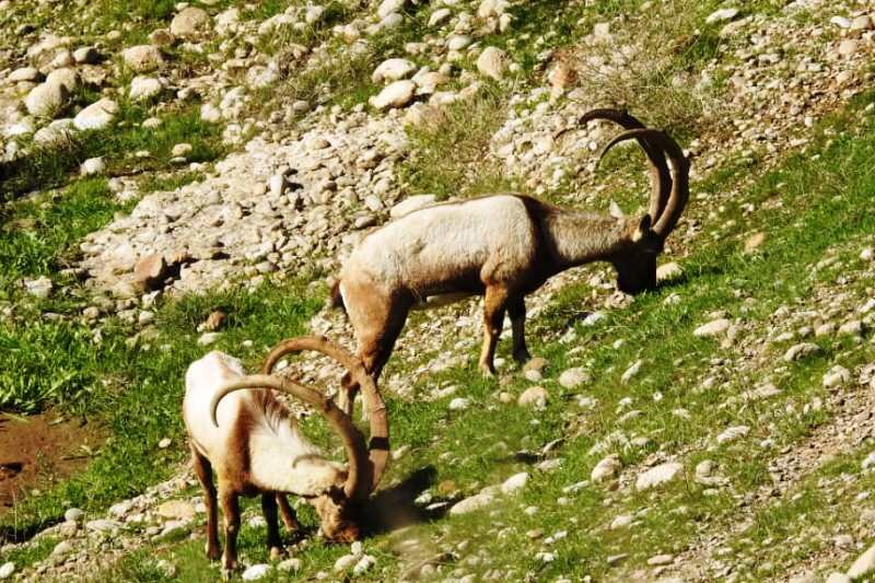 سرشماری وحوش در زیستگاه‌های خوزستان